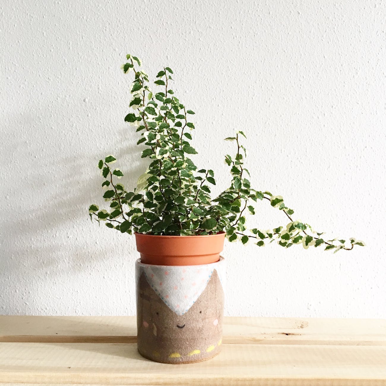 green leafy plant potted in clay pot